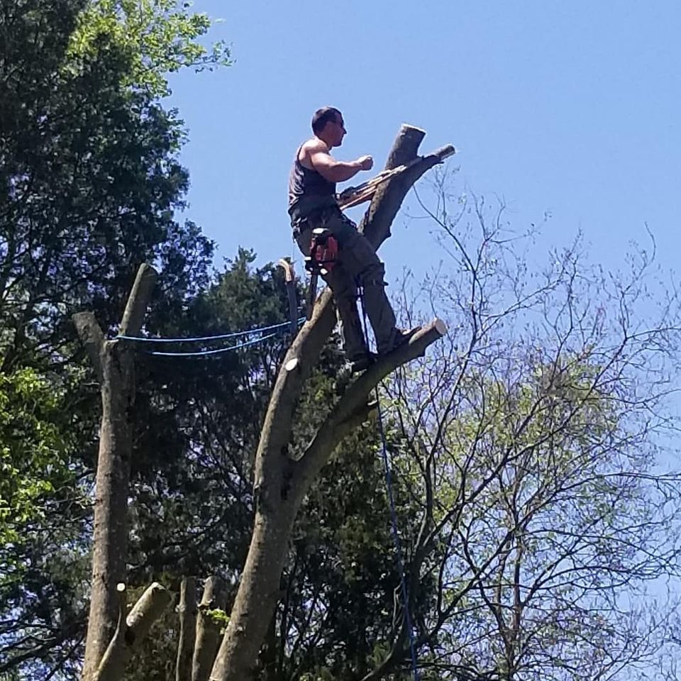 Tree Removal