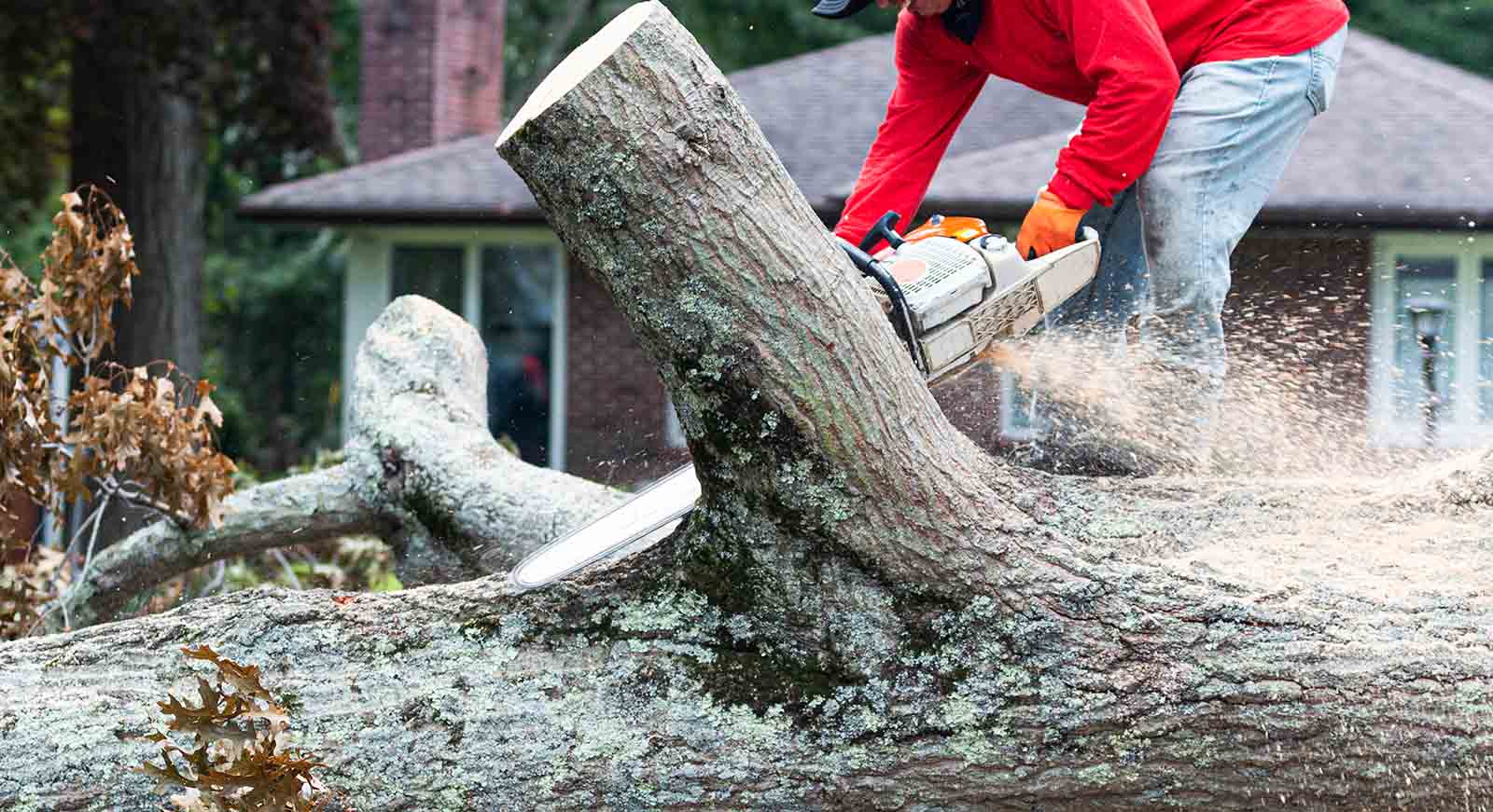 Stump Grinding Tree Removal